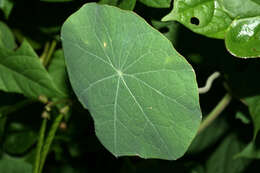 Image of dwarf nasturtium