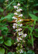 Plancia ëd Pyrola rotundifolia L.