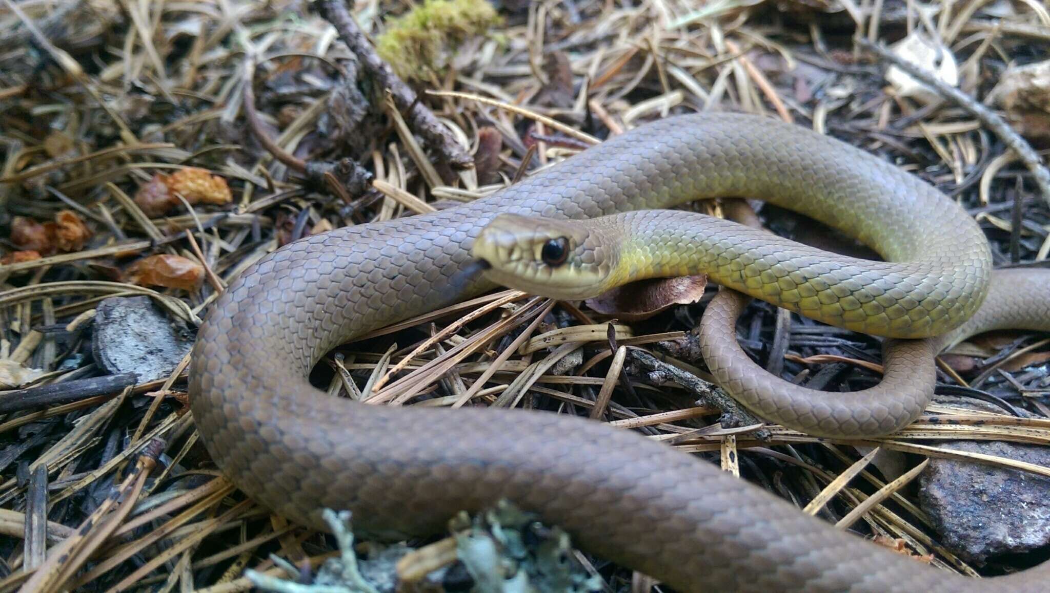 Image of Western yellow-bellied Racer