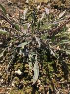 Image of Kaweah River phacelia