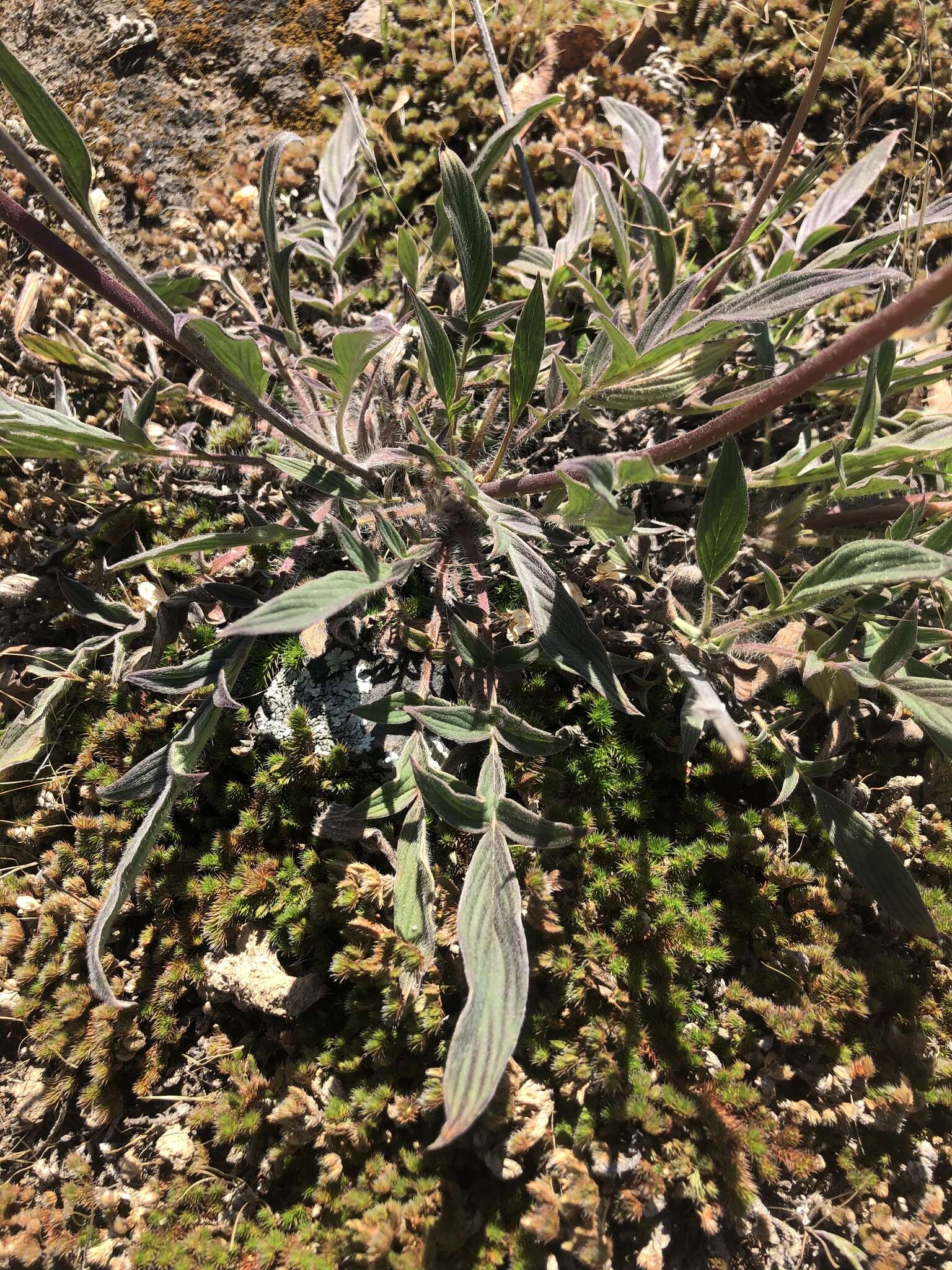 Image of Kaweah River phacelia