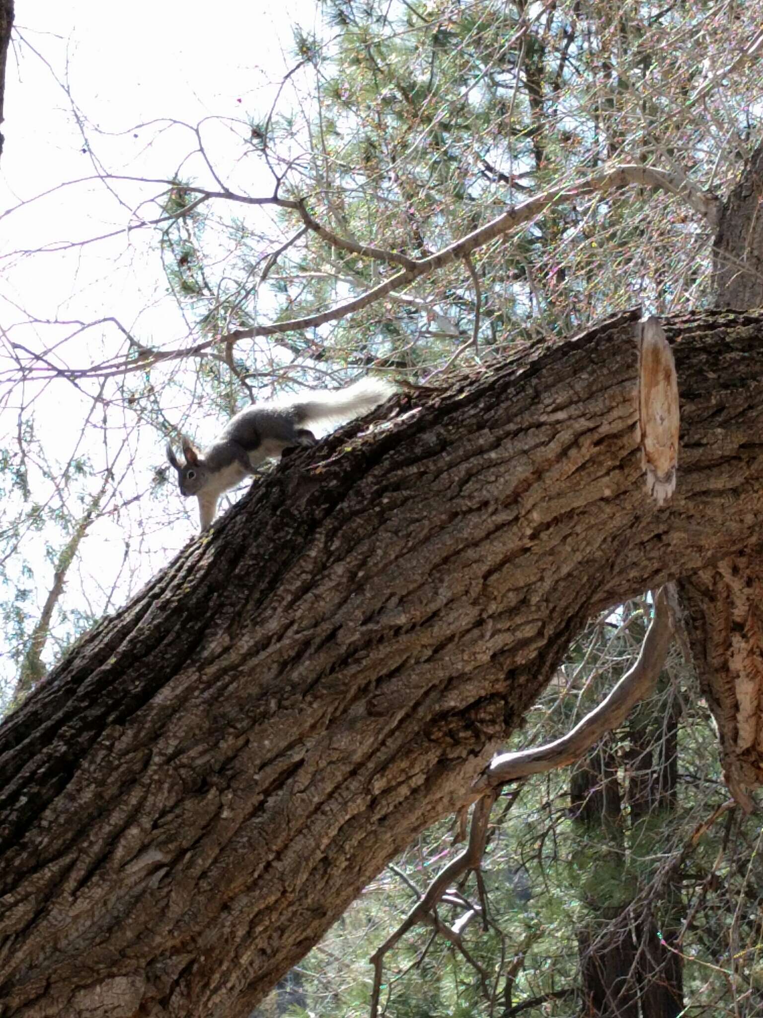 Image of Sciurus subgen. Otosciurus Nelson 1899