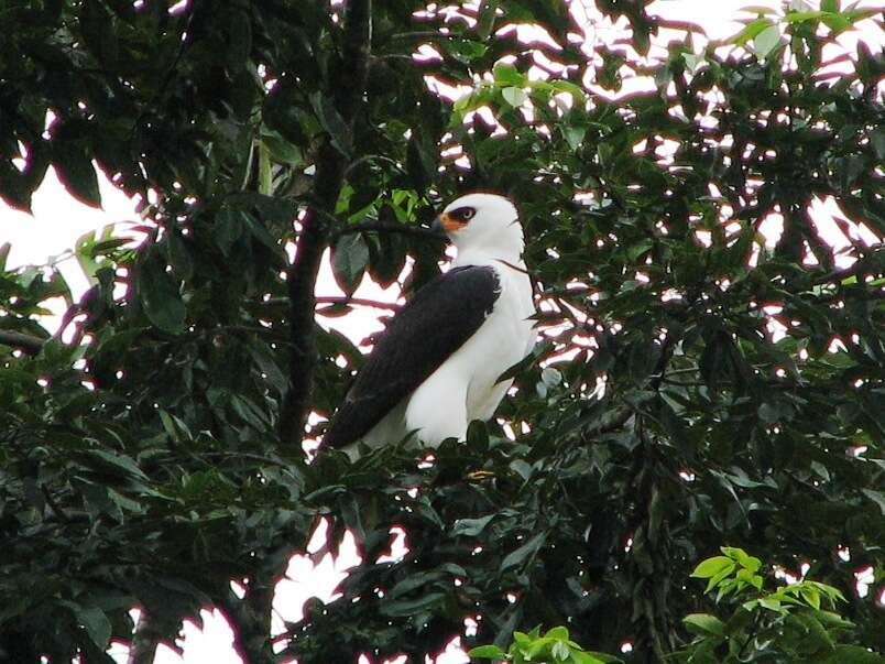 Image of Black-and-White Hawk-Eagle