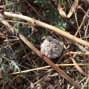 Imagem de Lomatium orientale Coult. & Rose