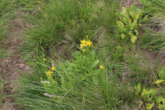 Image of Senecio kolenatianus C. A. Mey.