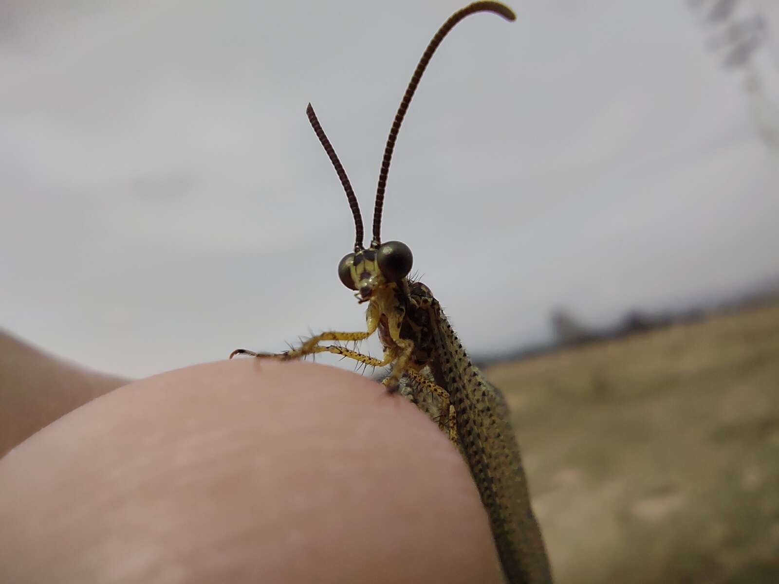 Слика од Brachynemurus versutus (Walker 1853)