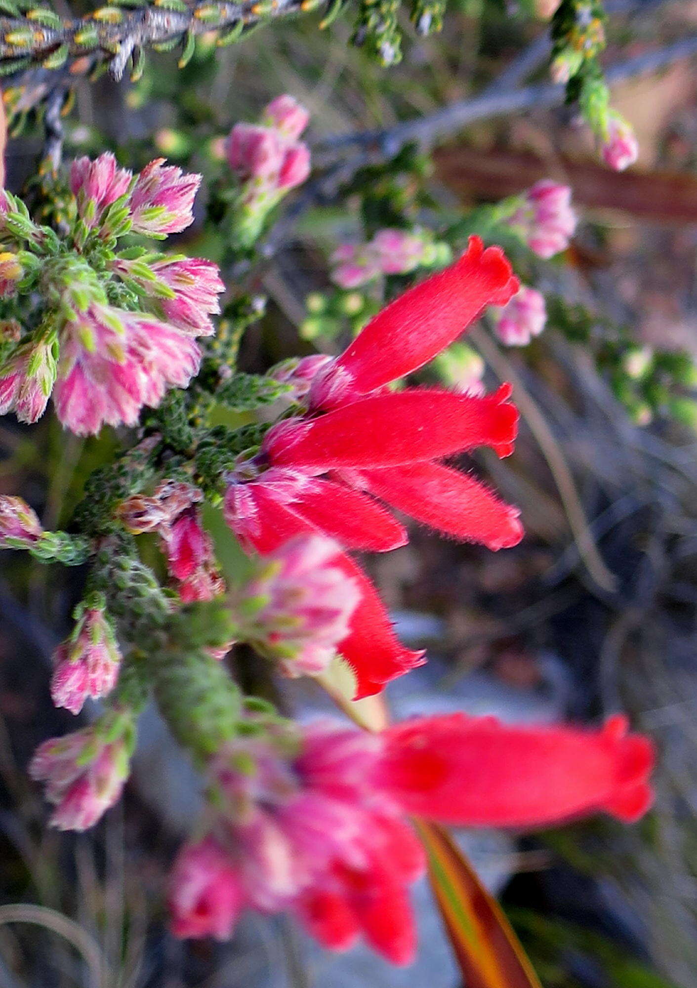 Image of Erica strigilifolia var. strigilifolia