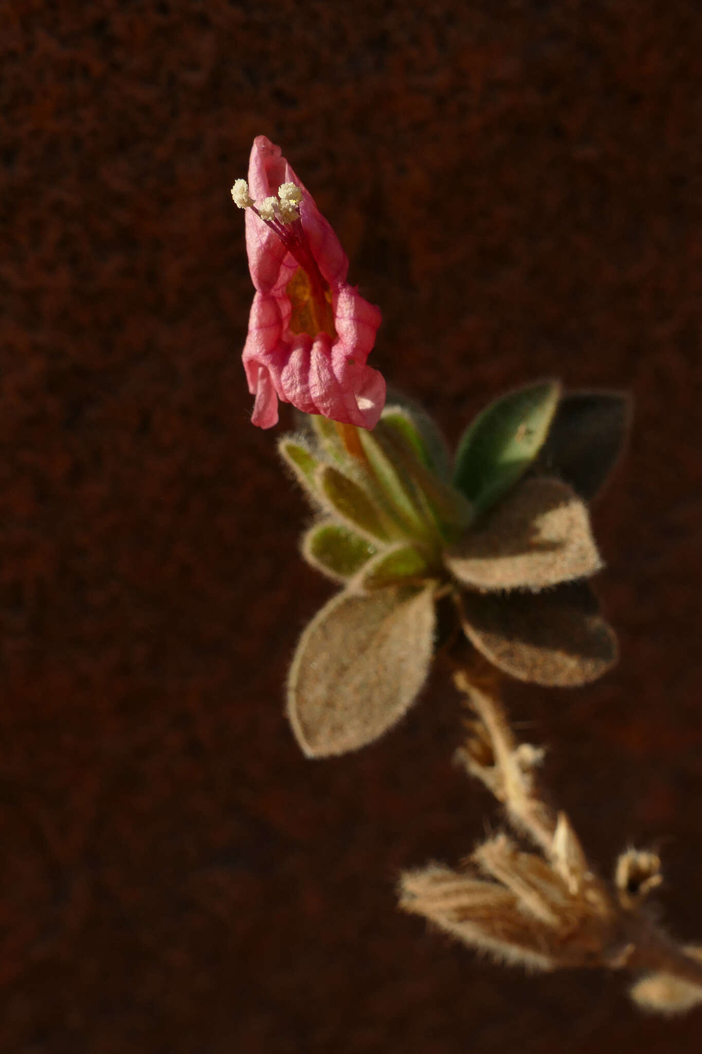 صورة Ruellia diversifolia S. Moore