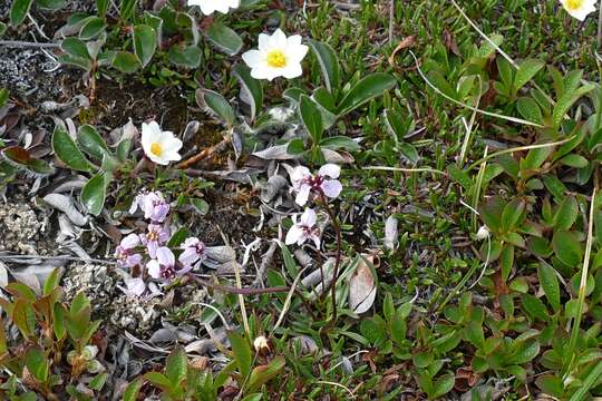 Image of arctic false wallflower