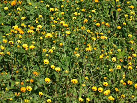 Image of Calendula stellata Cav.