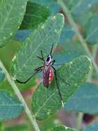 Image of Psorophora longipalpus Randolph & O'Neill 1944