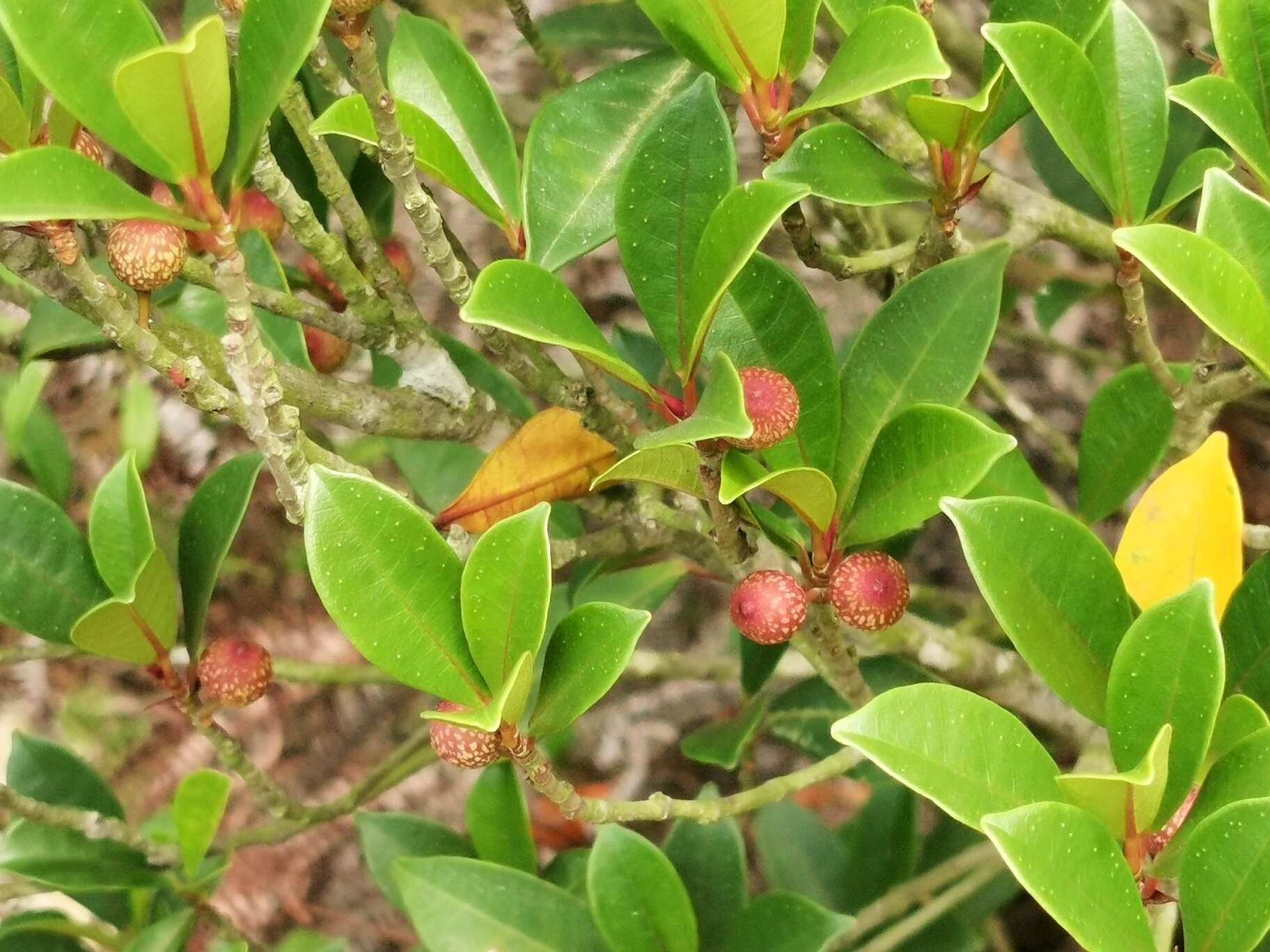 Image of Ficus variolosa Lindl. ex Benth.