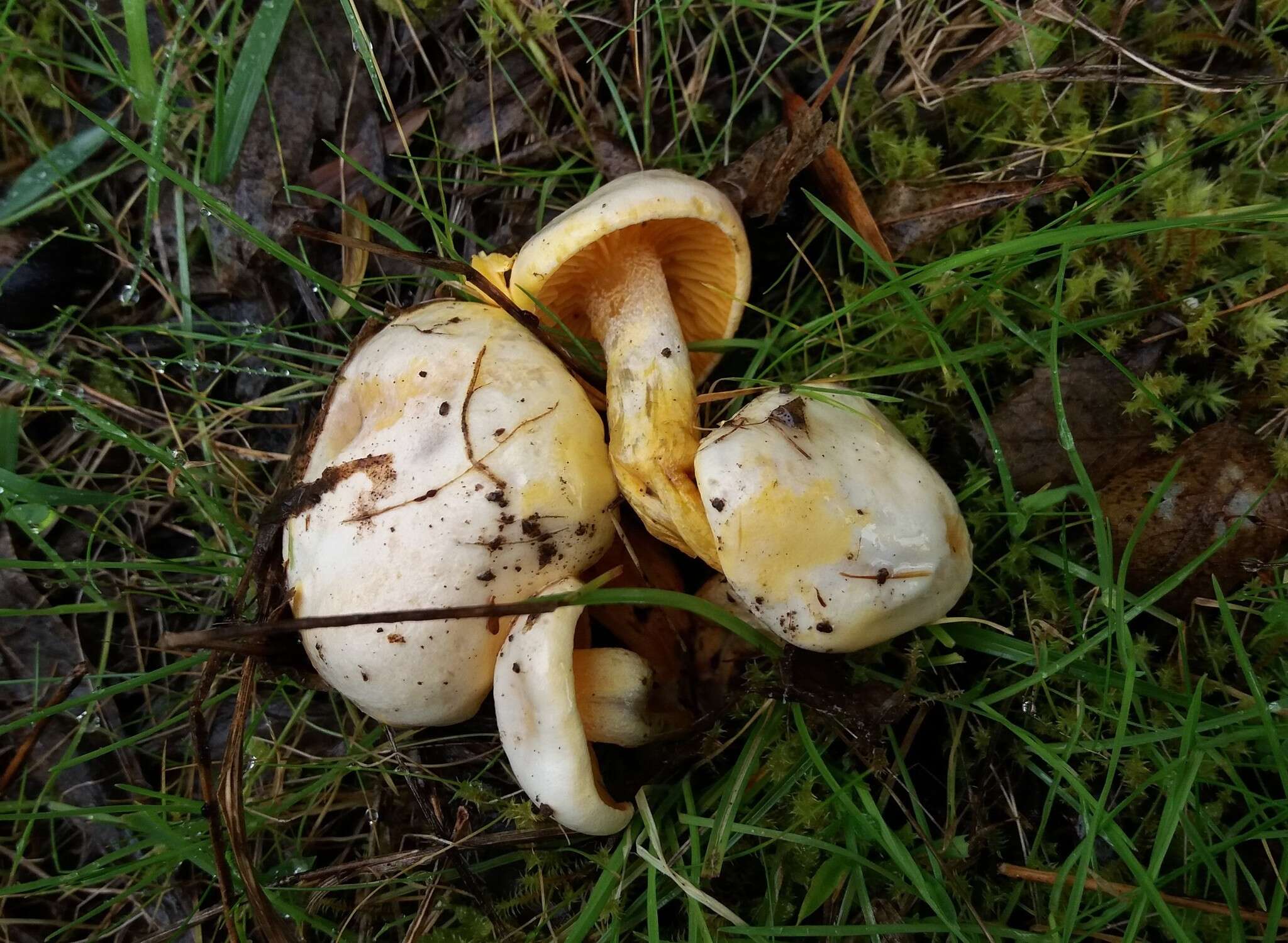 Image of Hygrophorus involutus G. Stev. 1963