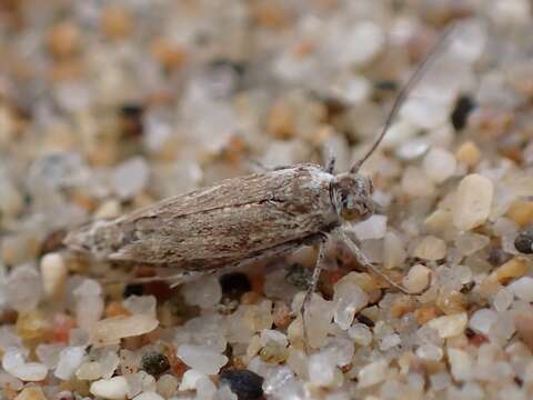 Image of Areniscythris brachypteris Powell 1976