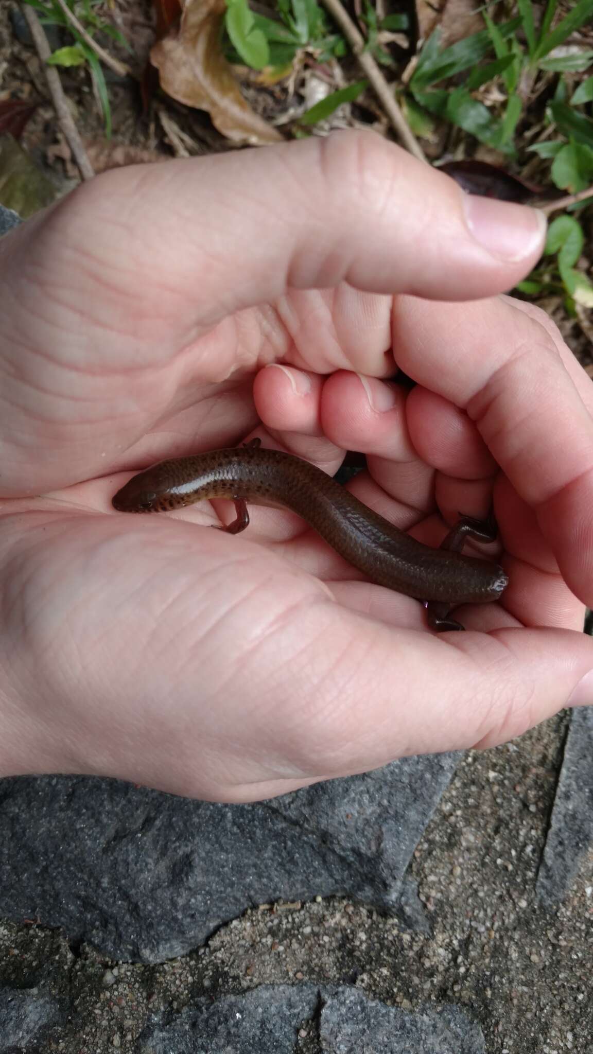 Image of Black-tailed Bar-lipped Skink