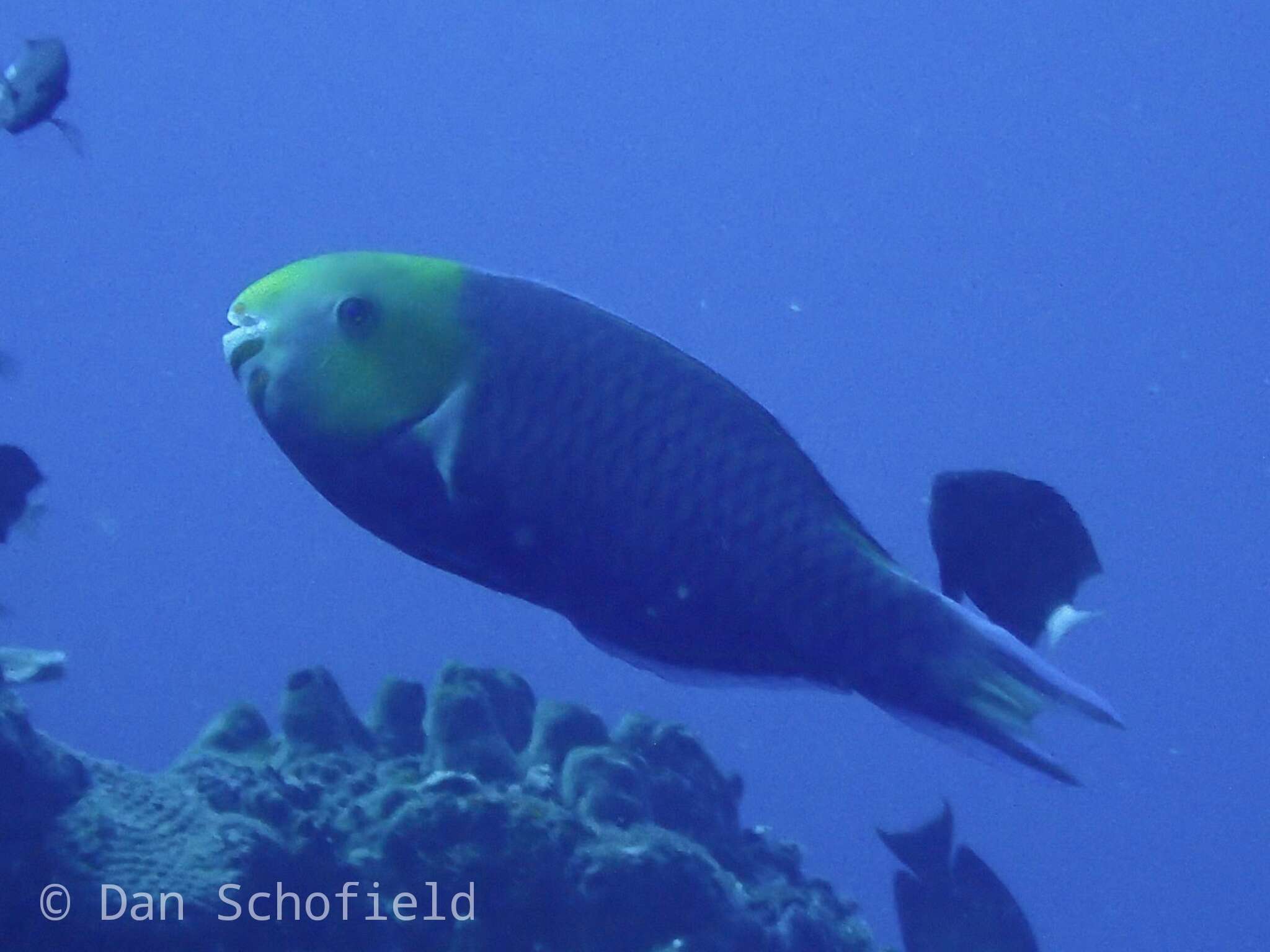 Image of Greensnout parrotfish