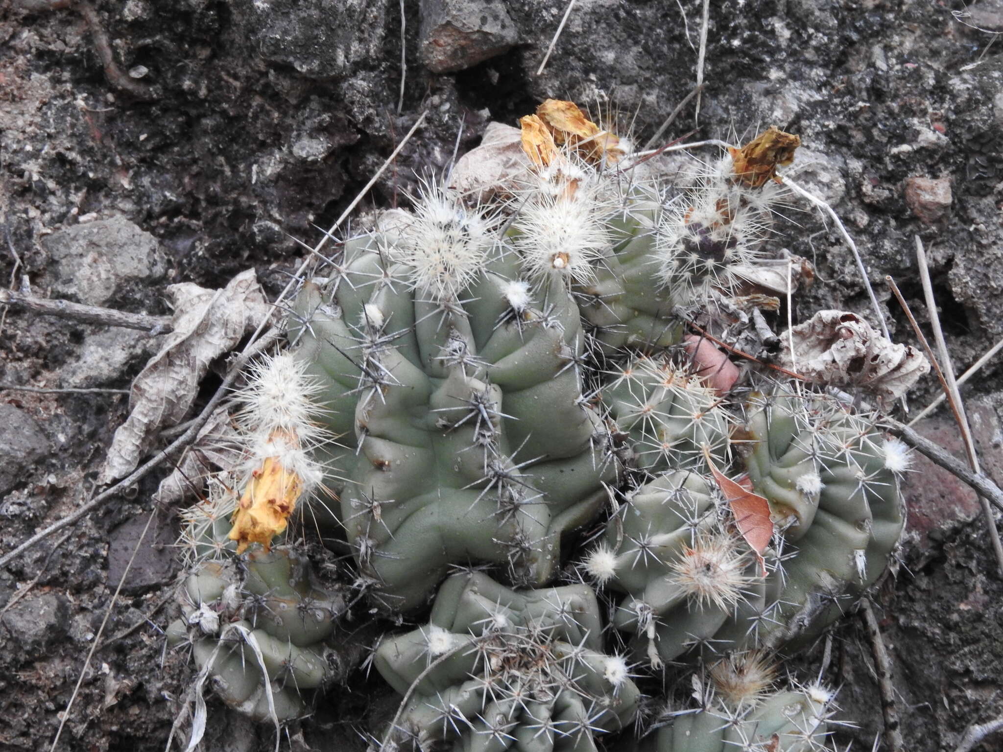 Sivun Echinocereus subinermis subsp. ochoterenae (J. G. Ortega) N. P. Taylor kuva