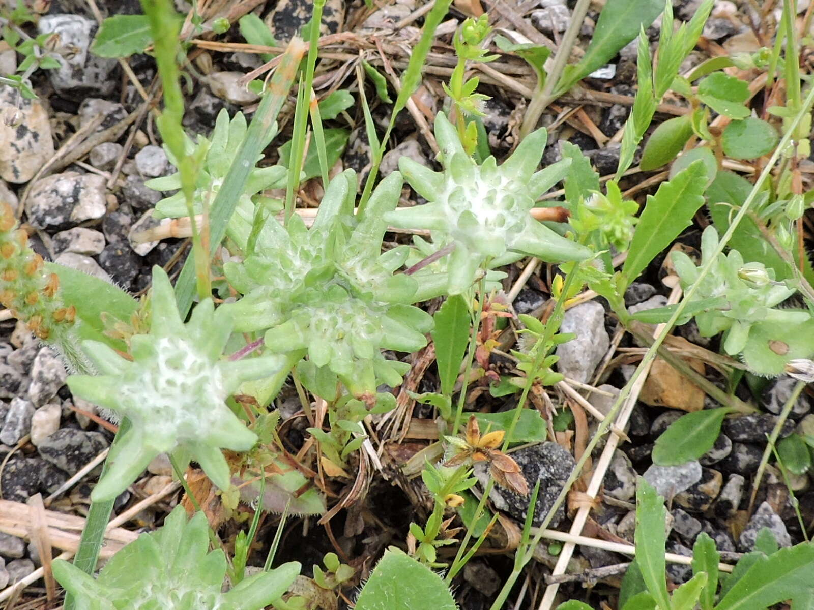 Image of bighead pygmycudweed