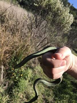 Image of Aquatic Gartersnake