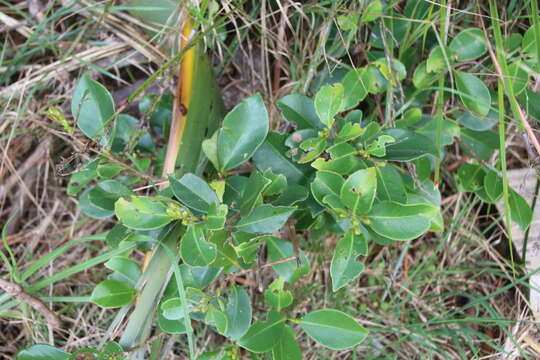 Image of Purple Strawberry Guava