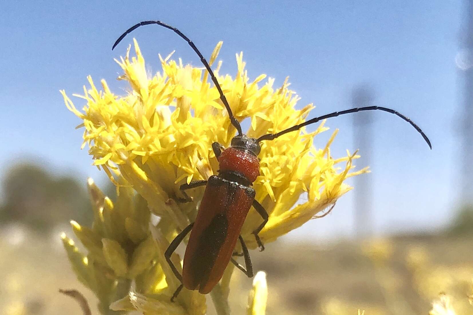 Imagem de Crossidius coralinus ascendens Linsley 1957