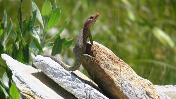 Image of Eastern Cape Crag Lizard