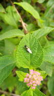 Imagem de Prosopochrysa vitripennis (Doleschall 1856)