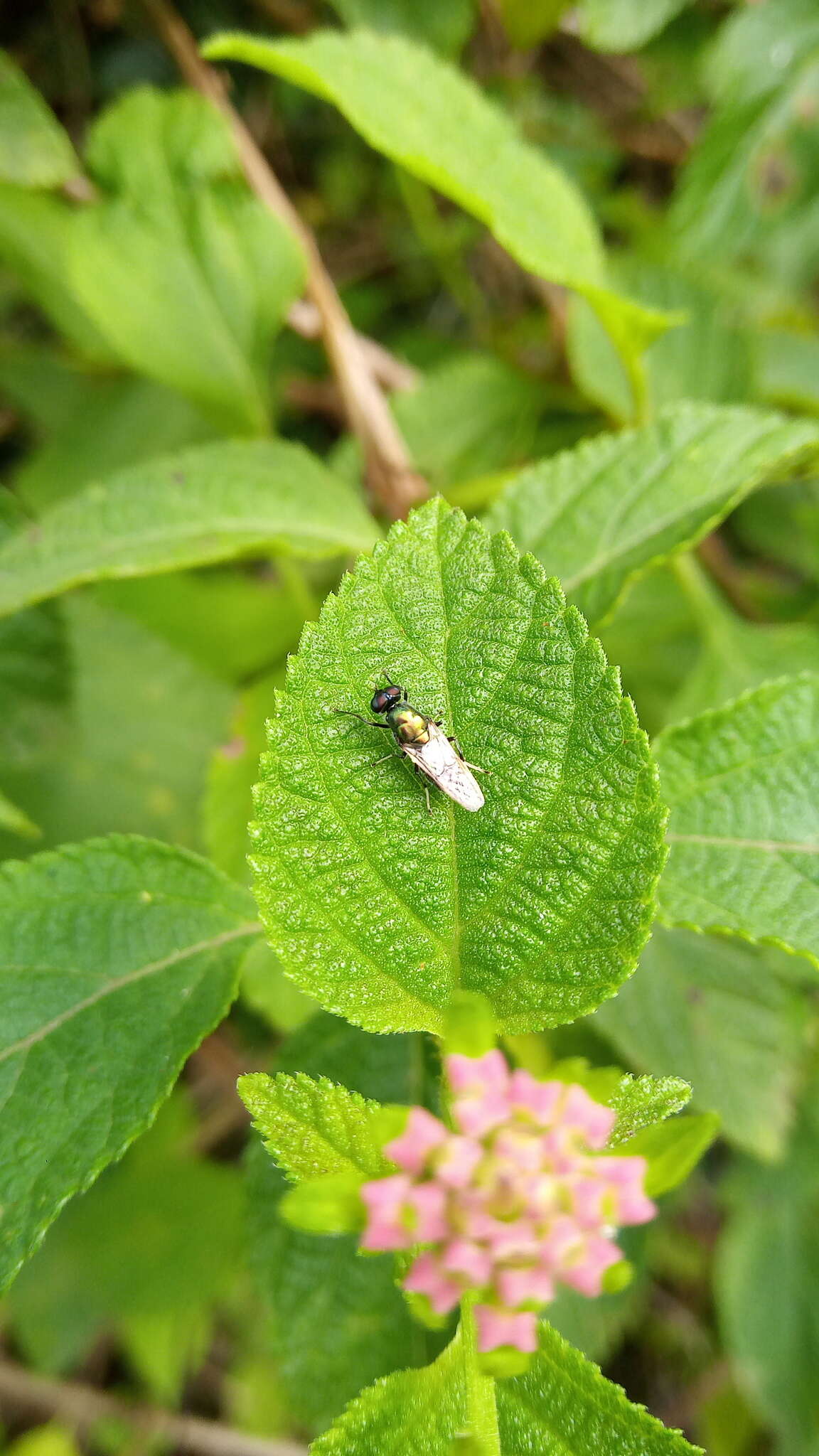 Imagem de Prosopochrysa vitripennis (Doleschall 1856)