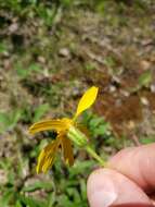 Image of longleaf arnica