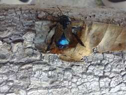 Image of Xylocopa splendidula Lepeletier 1841