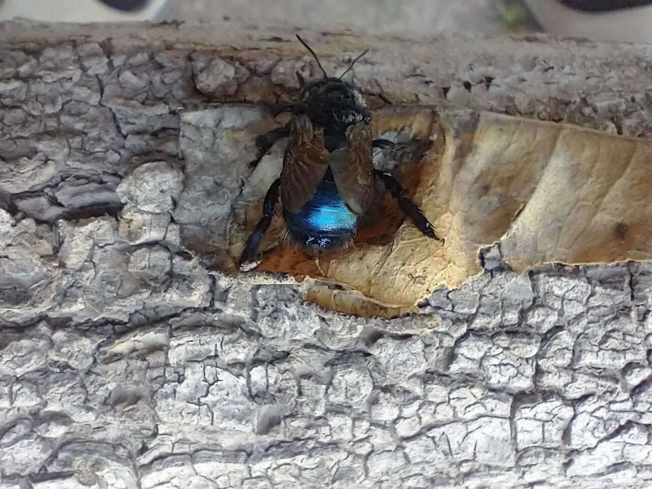 Image of Xylocopa splendidula Lepeletier 1841