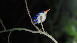 Image of Common Paradise Kingfisher