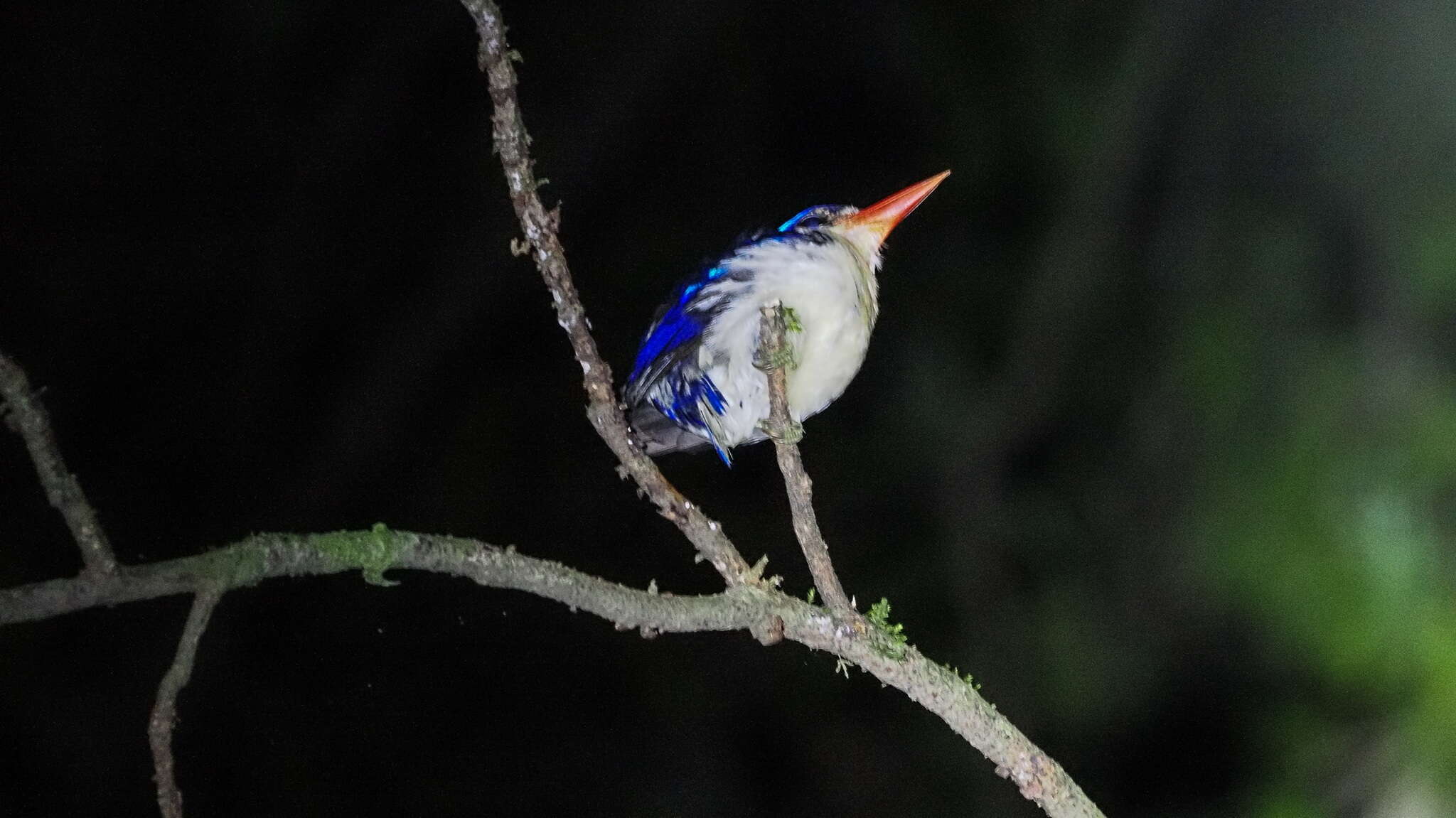 Image of Common Paradise Kingfisher