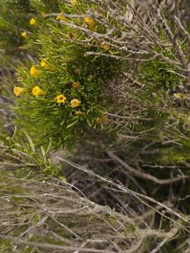 Image of Fabiana viscosa Hook. & Arn.