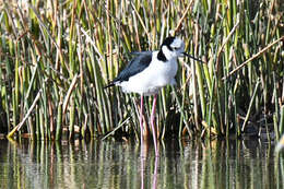 Image of <i>Himantopus mexicanus melanurus</i>