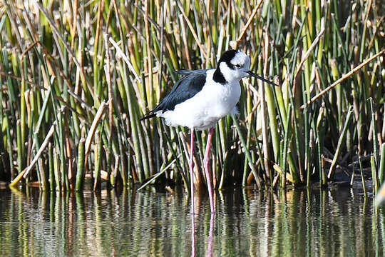 Image of <i>Himantopus mexicanus melanurus</i>