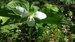 Imagem de Trillium flexipes Raf.