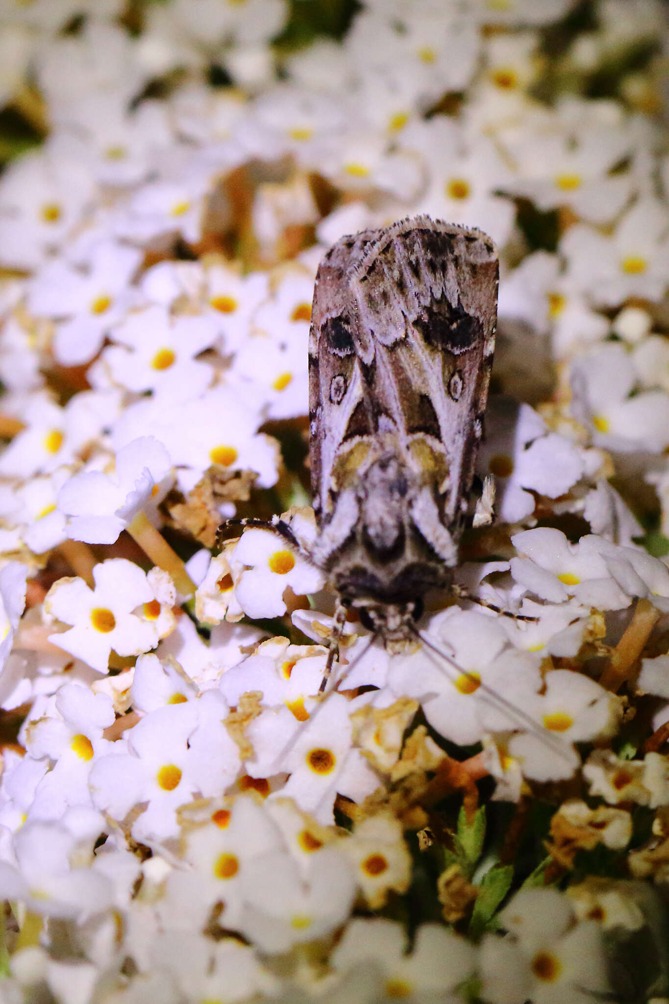 Agrotis vestigialis Hüfnagel 1766的圖片