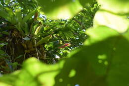 Image of Aechmea cylindrata Lindm.