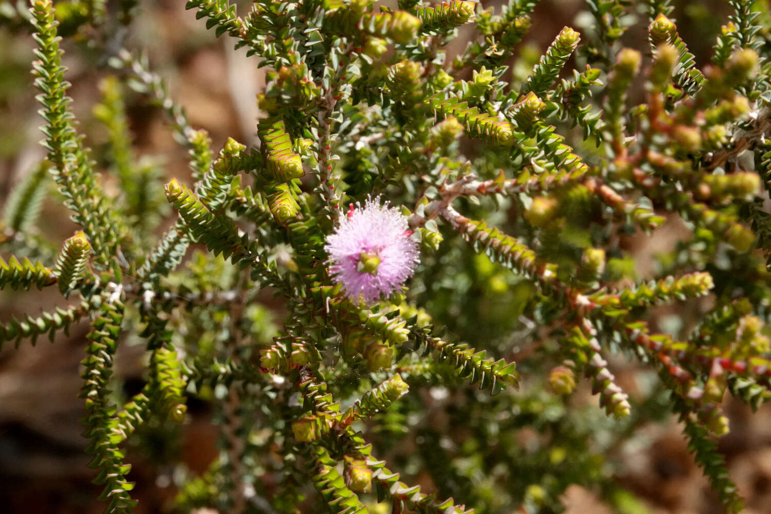 Image of Melaleuca gibbosa Labill.