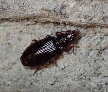 Image of Ground beetle