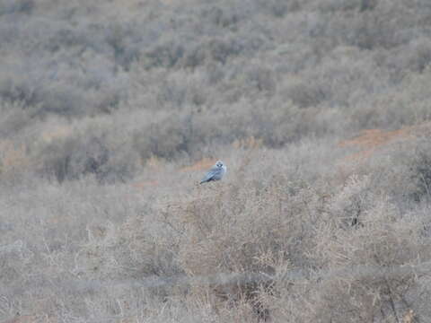 Image of Black-faced Woodswallow