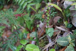 Image of Slender False Rein Orchid