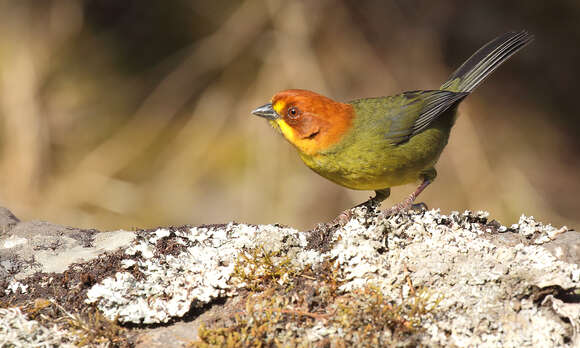 Image of Fulvous-headed Brush Finch