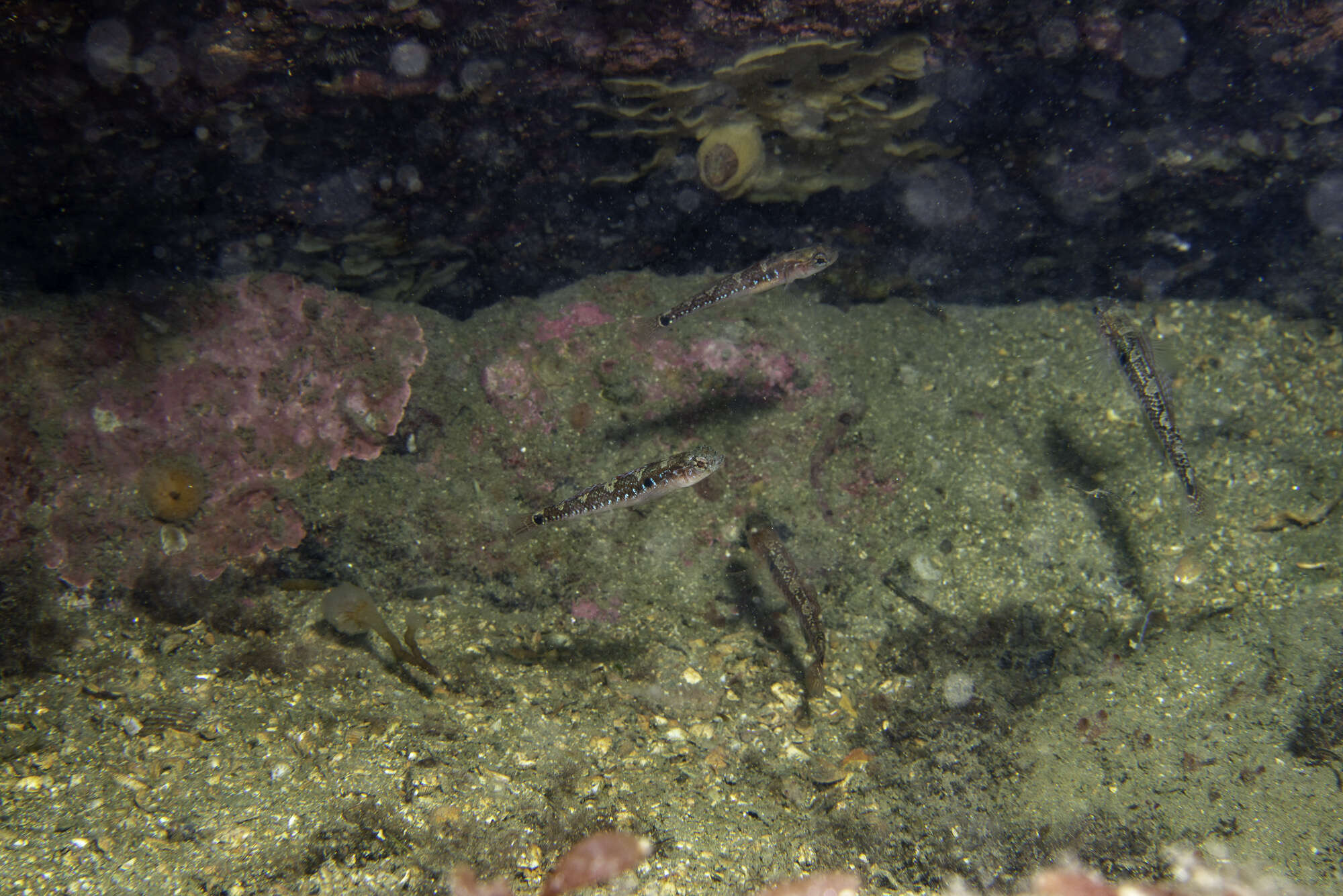 Image of Spotted goby