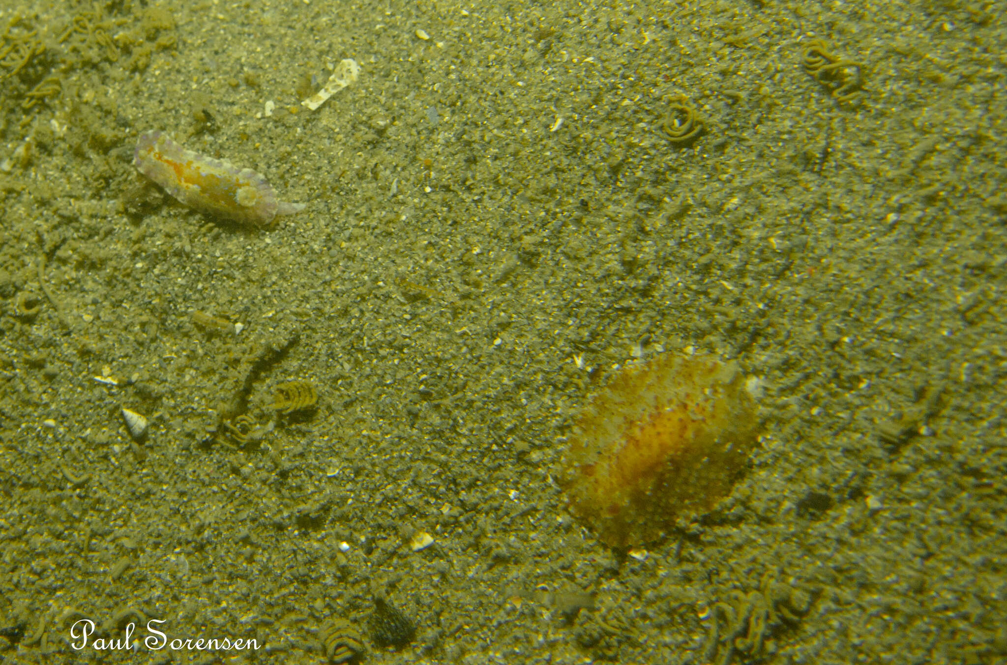 Image of Chromodoris alternata (Burn 1957)