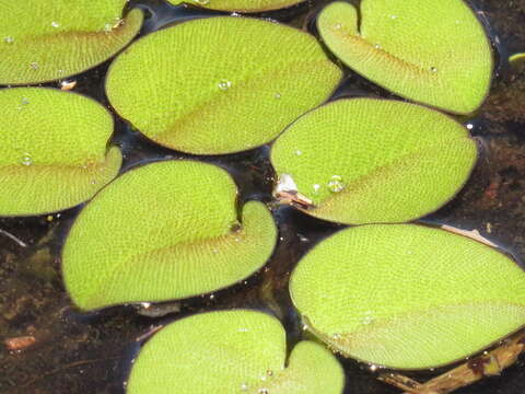 Image of eared watermoss