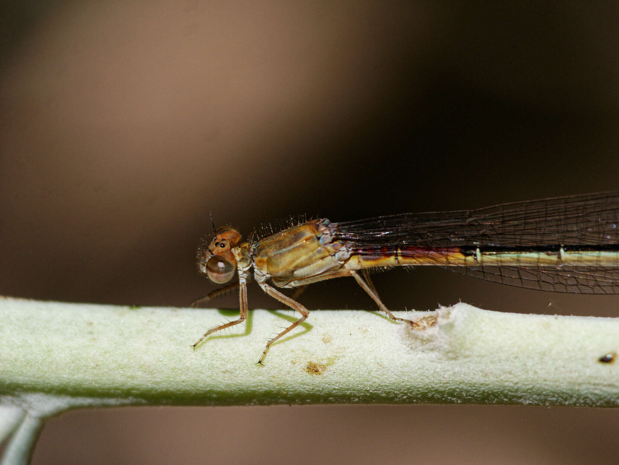 Andinagrion peterseni (Ris 1908) resmi