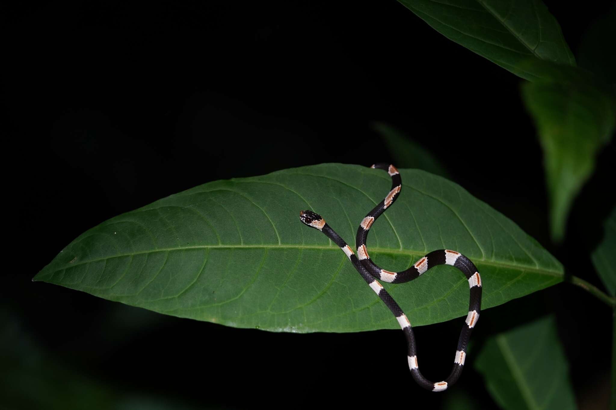 Image of American Snail-eater