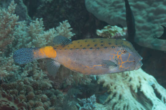 Image of Yellow boxfish